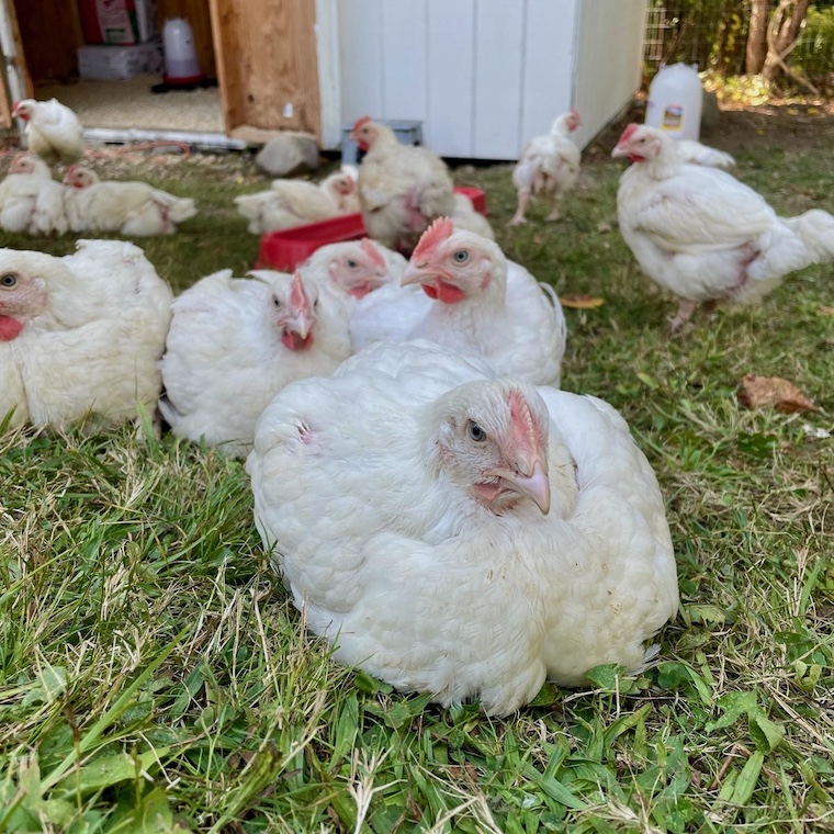 chickens sitting in grass