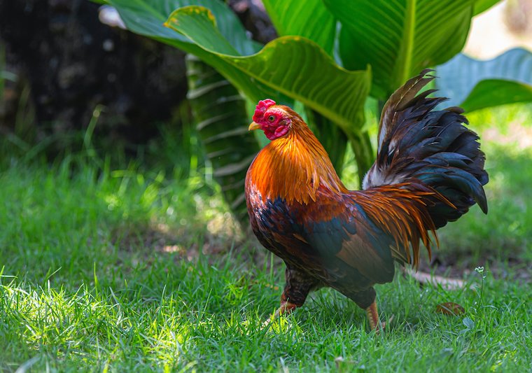 gorgeous Rooster