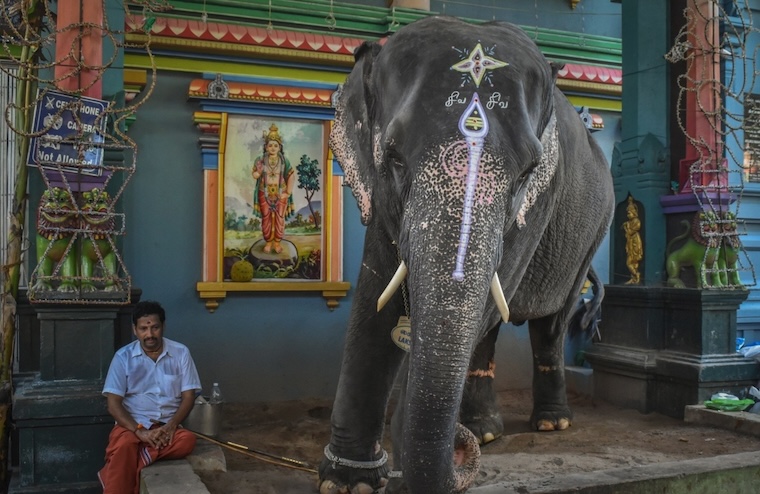 captive temple elephant