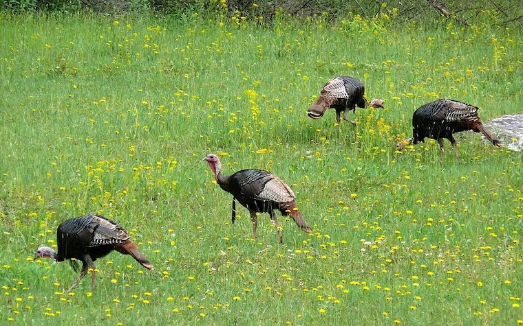 wild Turkeys
