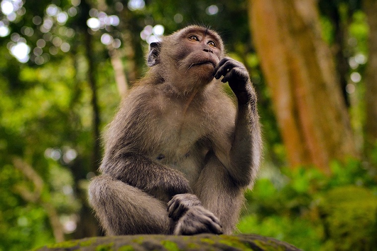 a thinking Primate