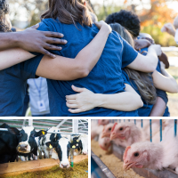 humans in a huddle, cows, and chickens