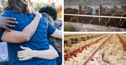 humans in a huddle and cows and chickens in factory farms