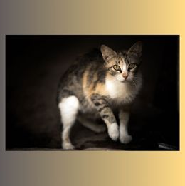 limping Cat