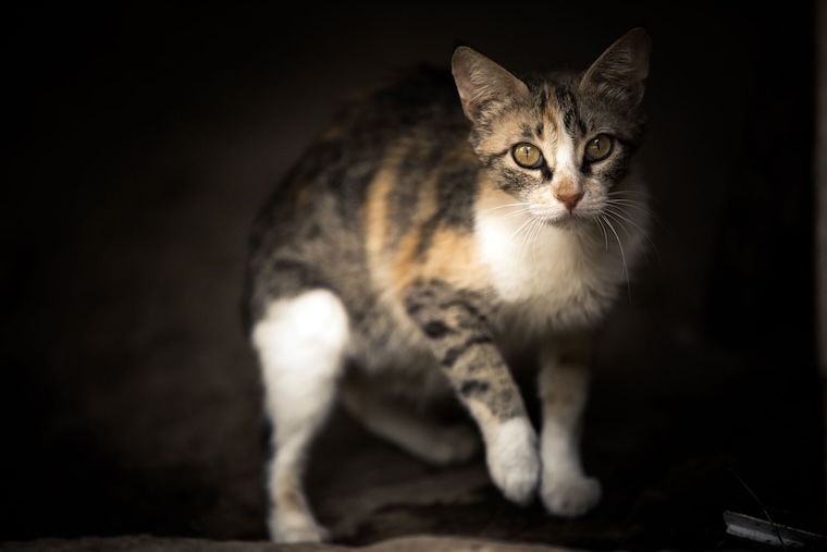 calico cat