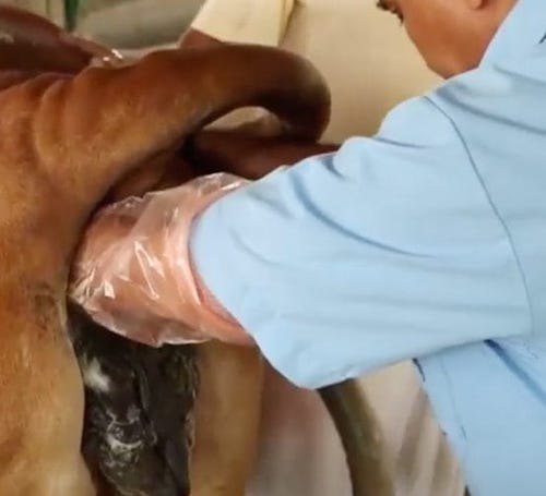 raped Cow