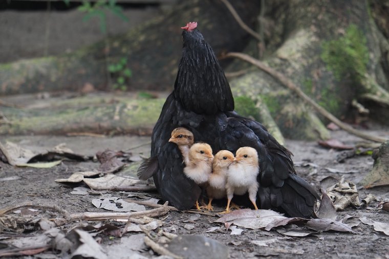 Hen and Chicks