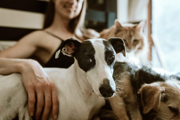 companion animal ownership