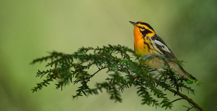 Warbler