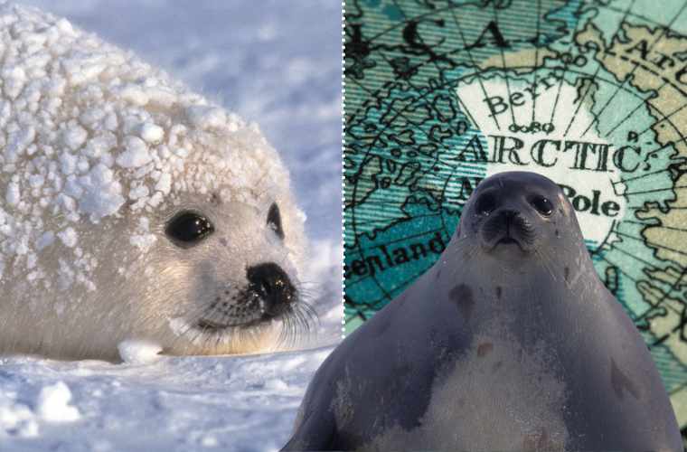 image of harp seals and map of the Arctic
