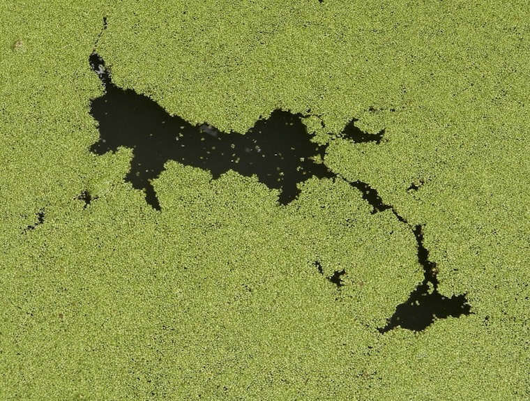 algae bloom