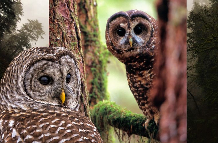 image of forest and owls