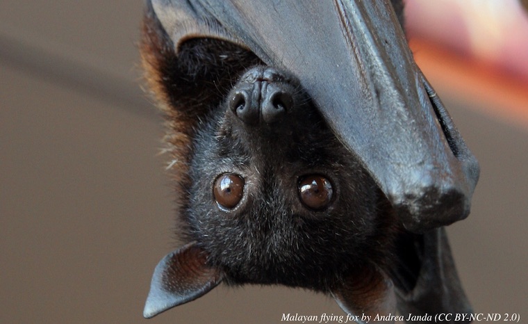 Malayan flying fox