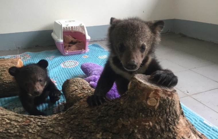 rescued Bear Cubs