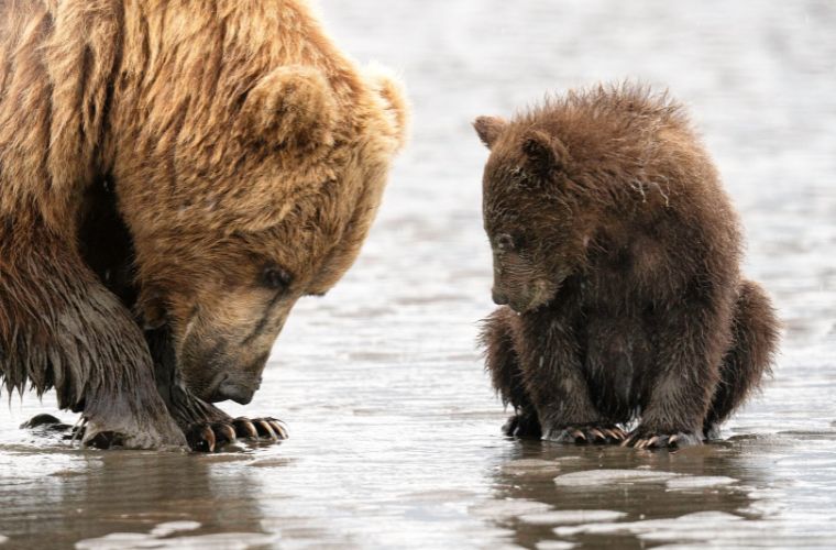 bear and cub