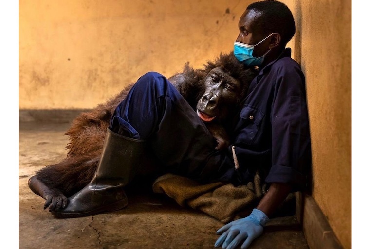Ndakasi and Andre