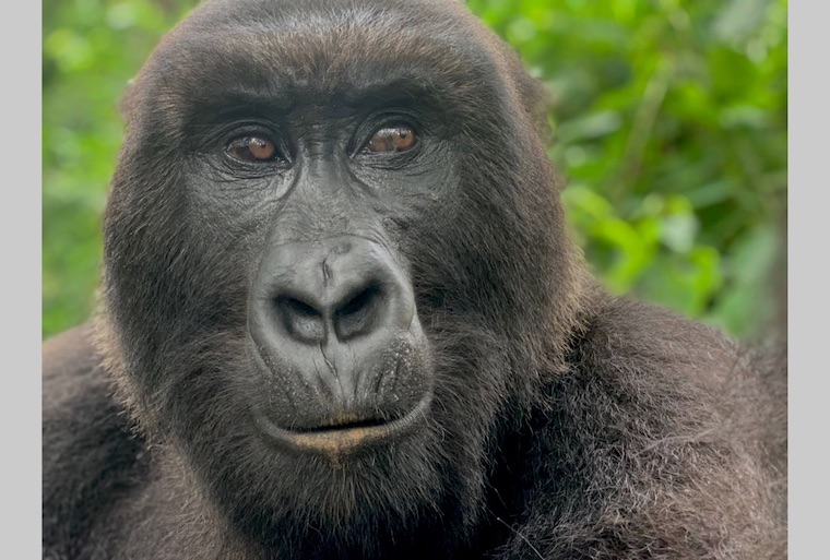 Gorilla Ndakasi