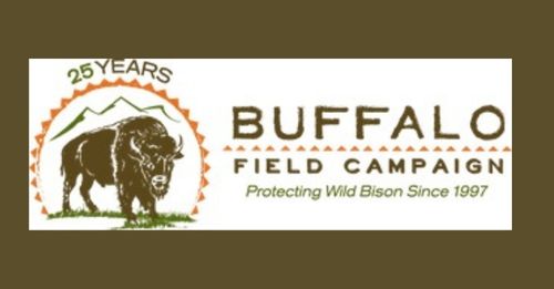 13 Yellowstone Bison Killed in Collision with Semi-truck on Hwy 191