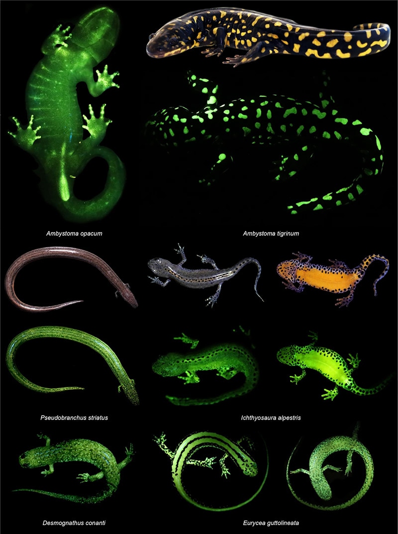 glowing amphibians