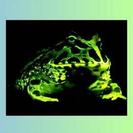 glowing Frog