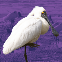 royal spoonbills