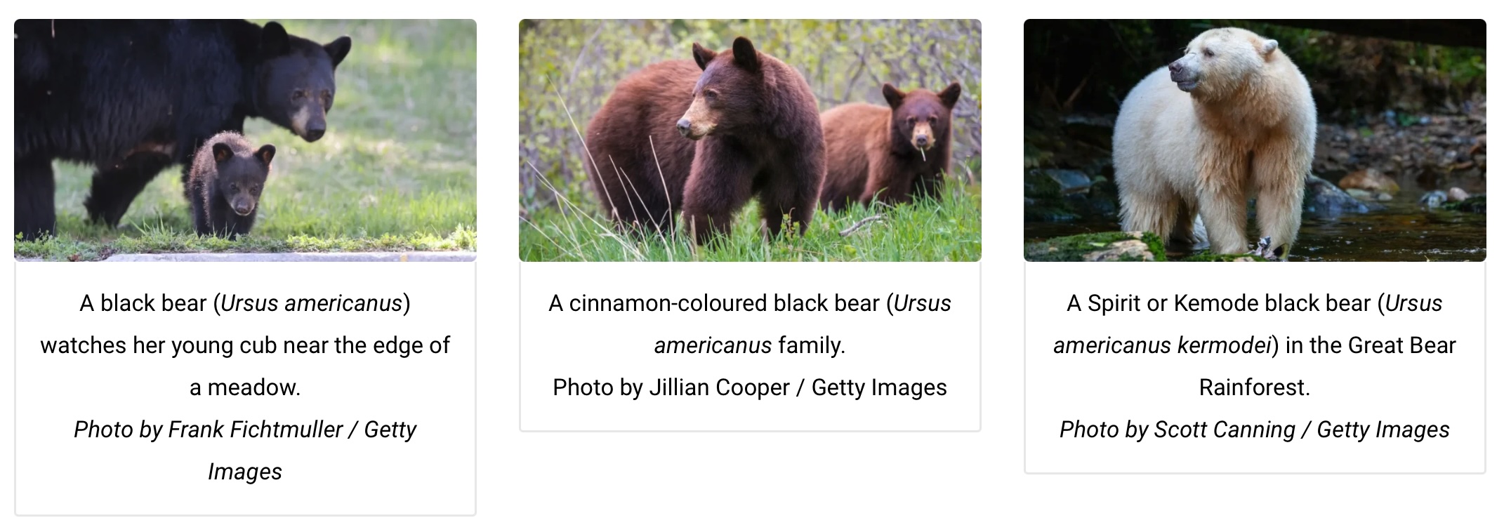 Canadian Bears