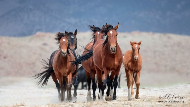 wild Horses