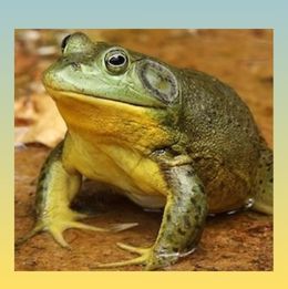 American Bullfrog