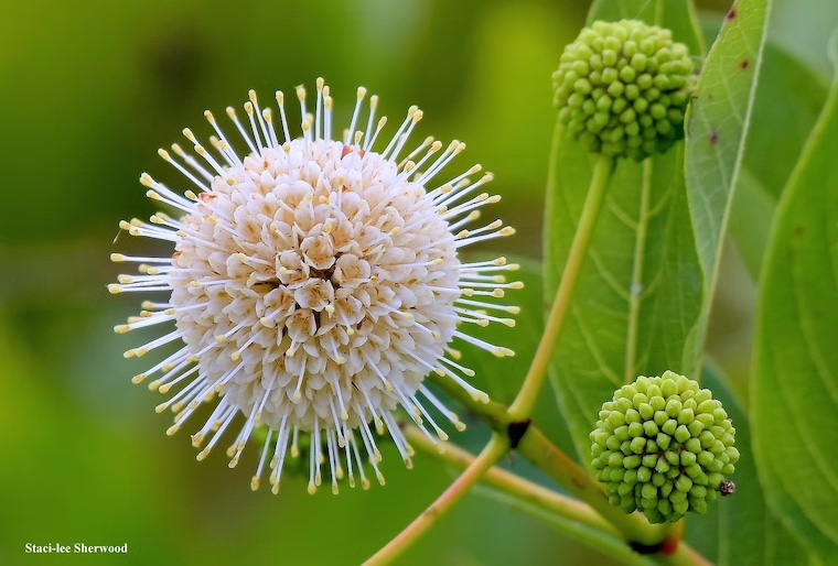 buttonbush flower