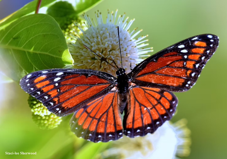 butterfly and buttonbush flower
