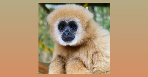 The Case for Primate Protection