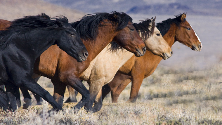 Wild Horses