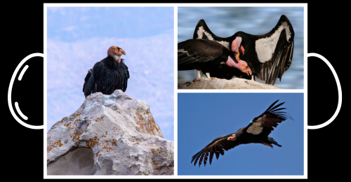 Condor Embryo Nesting Condor’s First Egg Likely Failed