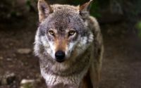 Wolf face