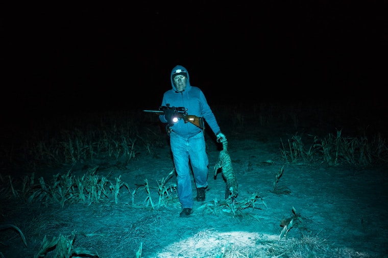 Cat hunter