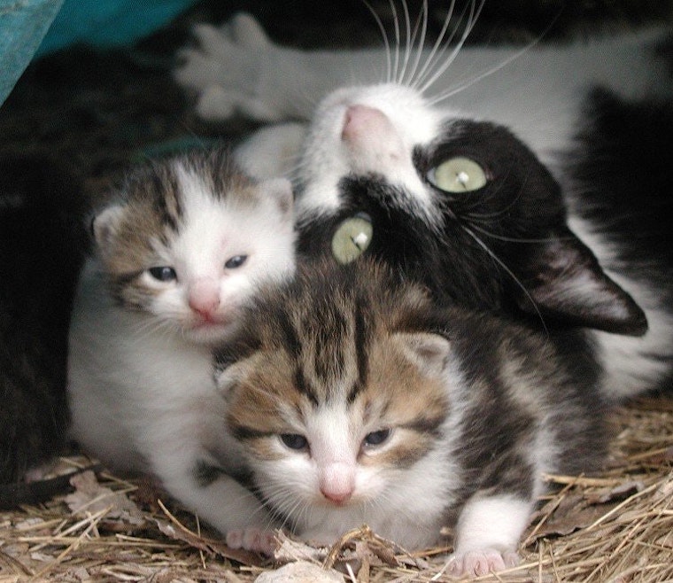 Cat and Kittens
