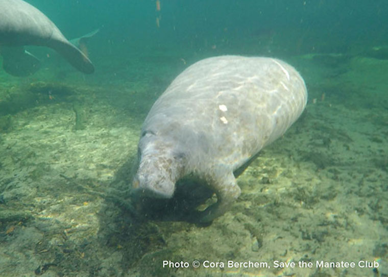 Manatee Deep Dent