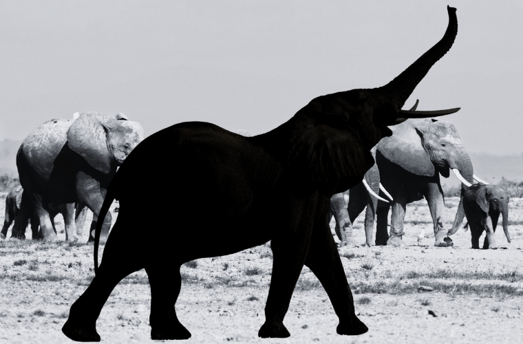 image of elephant herd and elephant silhouette