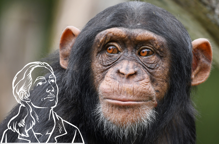 chimpanzee and drawing of Jane Goodall