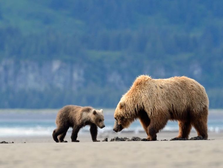 Brown Bears