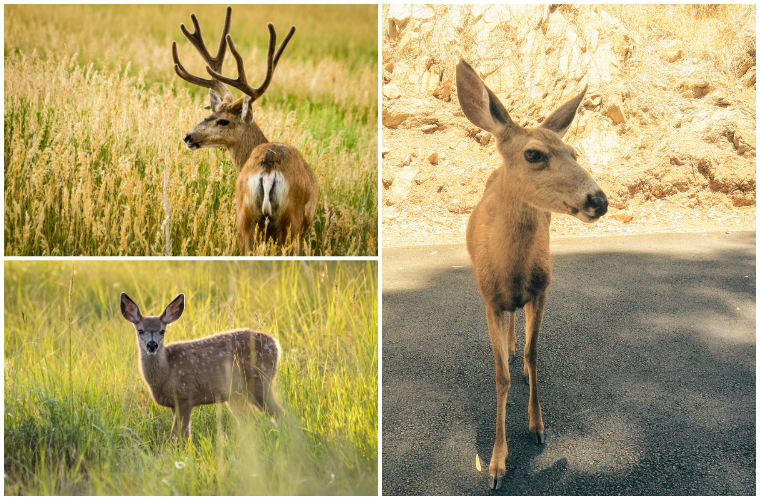 mule deer