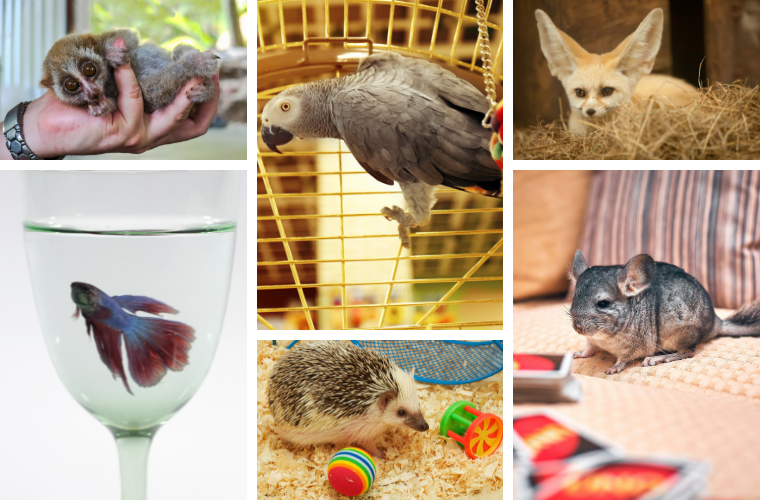 creatures who are victims of exotic pet trade
