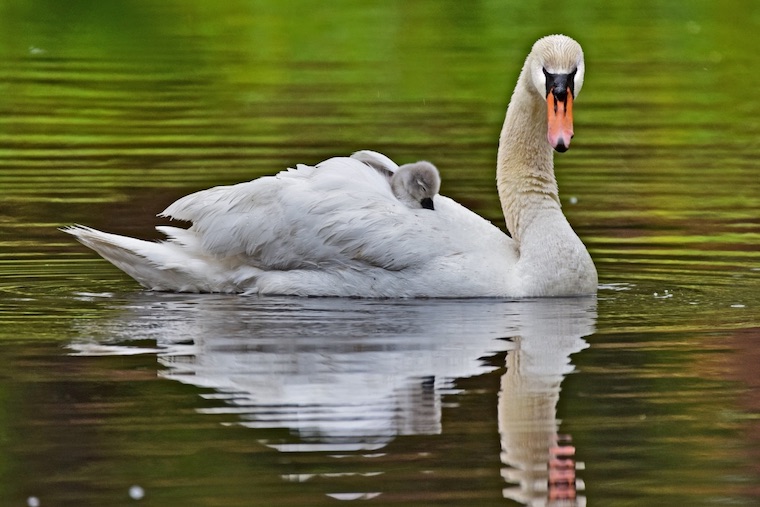 Swan and Cygnet