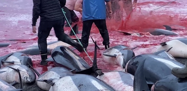 dying and dead Dolphins