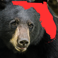 black bear and Florida
