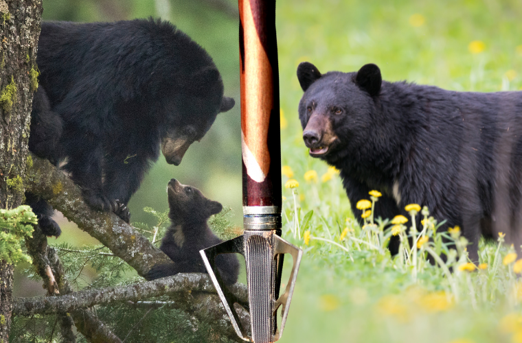 black bears and hunting arrow