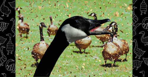 Foster City Adopts Humane Goose Conflict Solutions