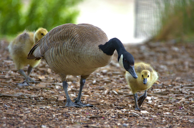 Canada goose and goslings