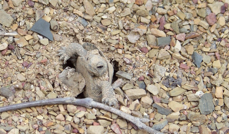 hatchling Turtle