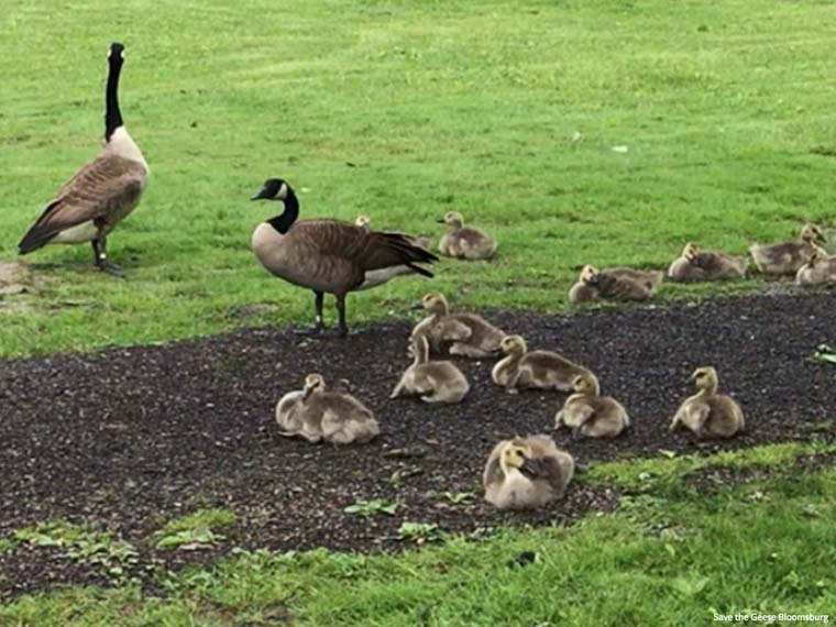 Canadian geese family
